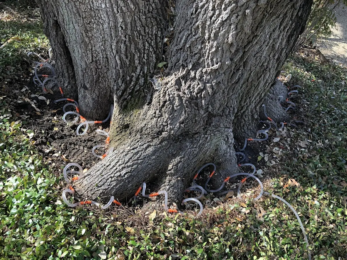 Detailed Tree Cabling and Bracing job site in South Prairie