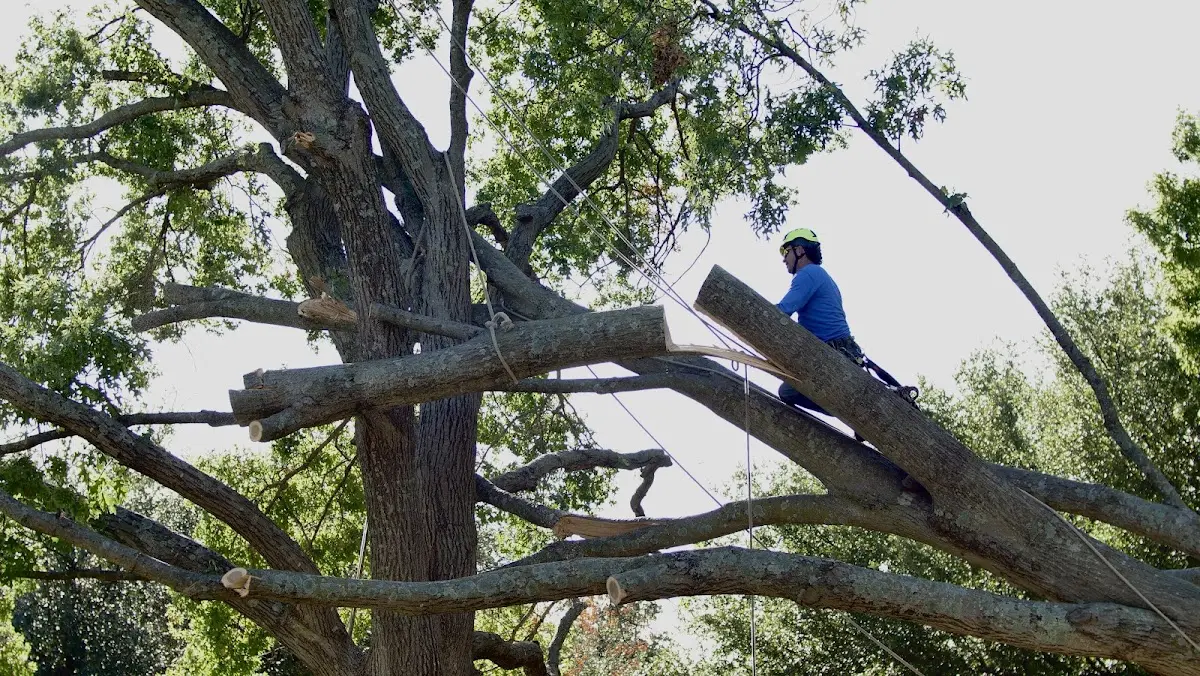 Professional Crown Thinning performed by certified arborists in South Prairie