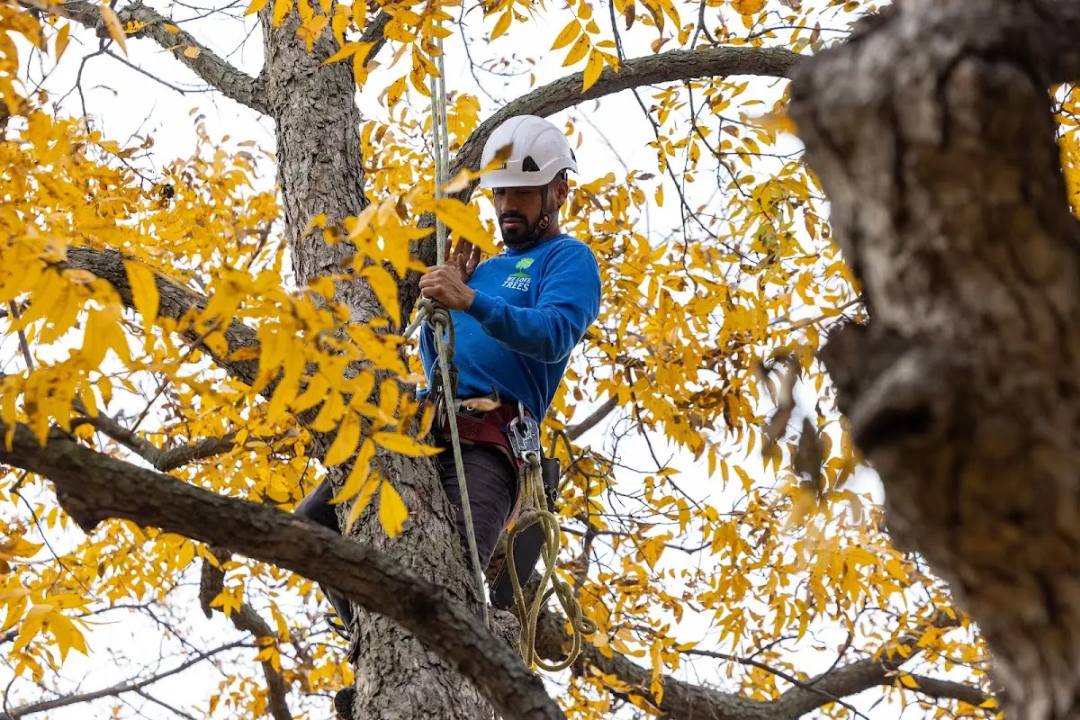 Skilled Storm Damage Cleanup crew working in South Prairie